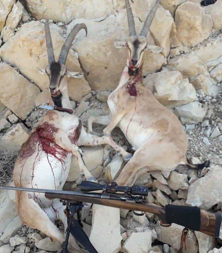 شکار غیرمجاز