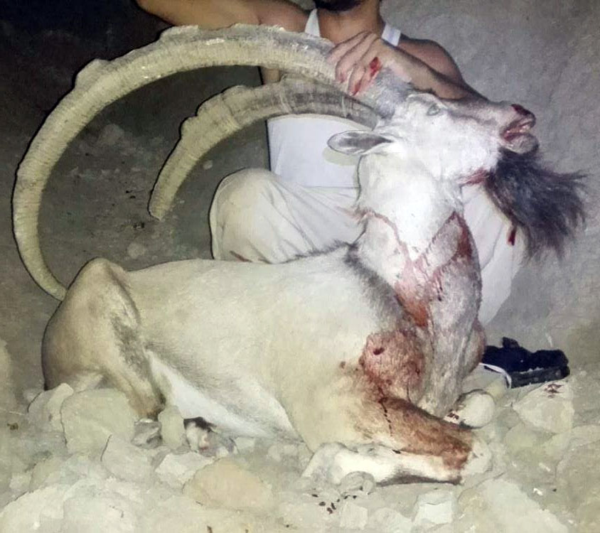 شکار غیرمجاز