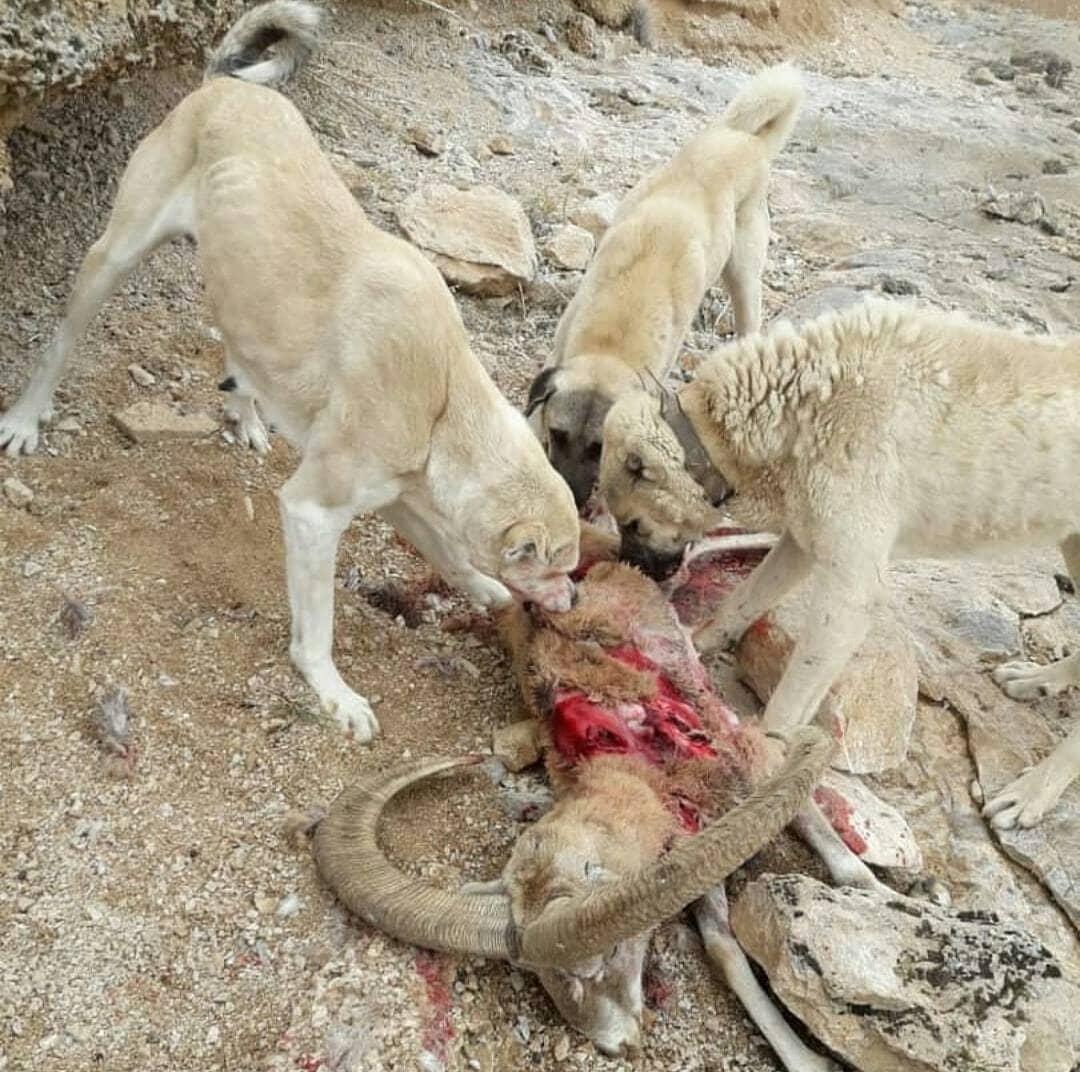 سگهای گله این بار یک گربه پالاس را کشتند سگهای گله این بار یک گربه پالاس را کشتند