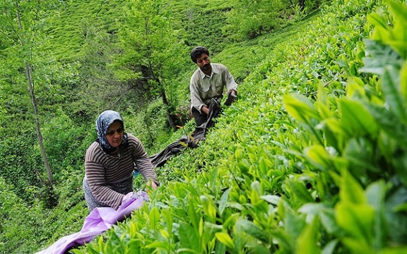مطالبات چایکاران جوشید / 20 هزار هکتار از باغهای چای رها شد مطالبات چایکاران جوشید / 20 هزار هکتار از باغهای چای رها شد