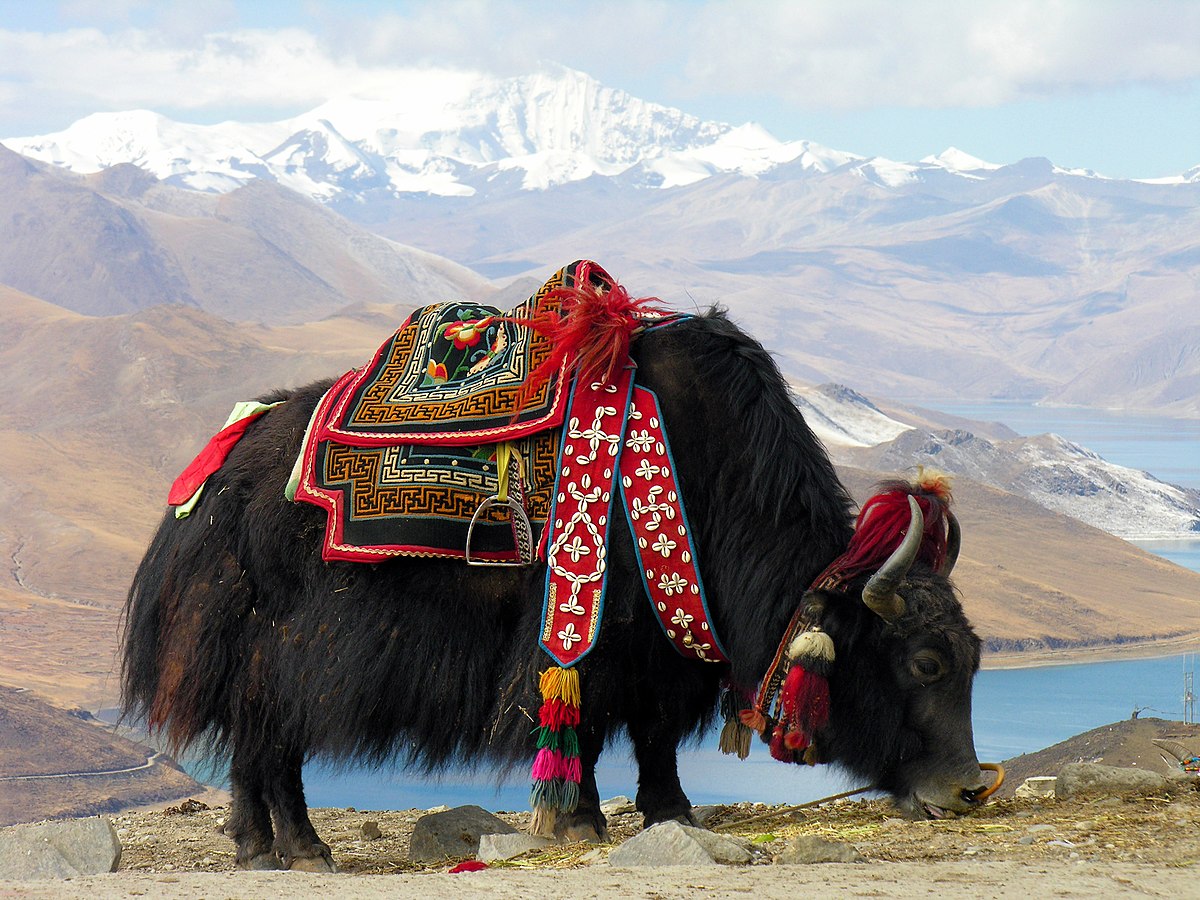 یاک، گاوی بزرگتر از گاو 