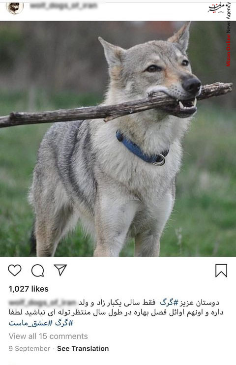 گرگ