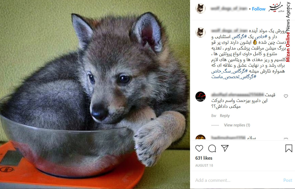 گرگ