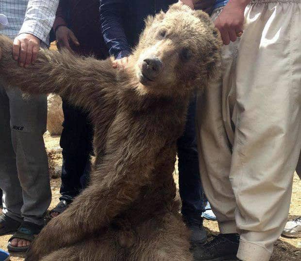 درخواست تصویب قانون منع حیوانآزاری با ۱۸هزار امضا تحویل قالیباف شد درخواست تصویب قانون منع حیوانآزاری با ۱۸هزار امضا تحویل قالیباف شد