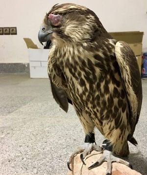 قطر قطر