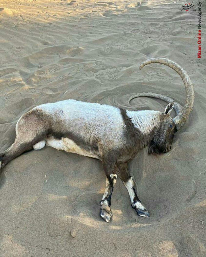مرنجاب مرنجاب
