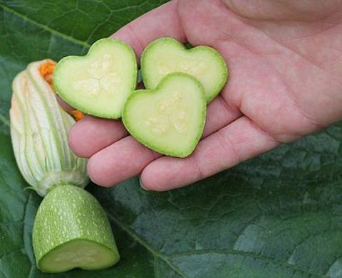 مزرعه دار خلاق و خوش سلیقه +تصاویر
