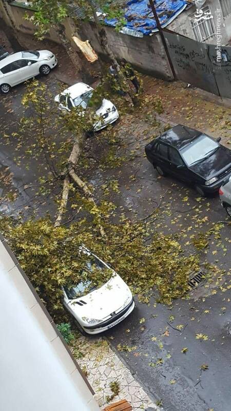 سقوط درخت بر روی ۲ خودرو در رشت