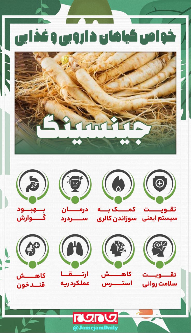خواص درمانی گیاه «جینسینگ» خواص درمانی گیاه «جینسینگ»