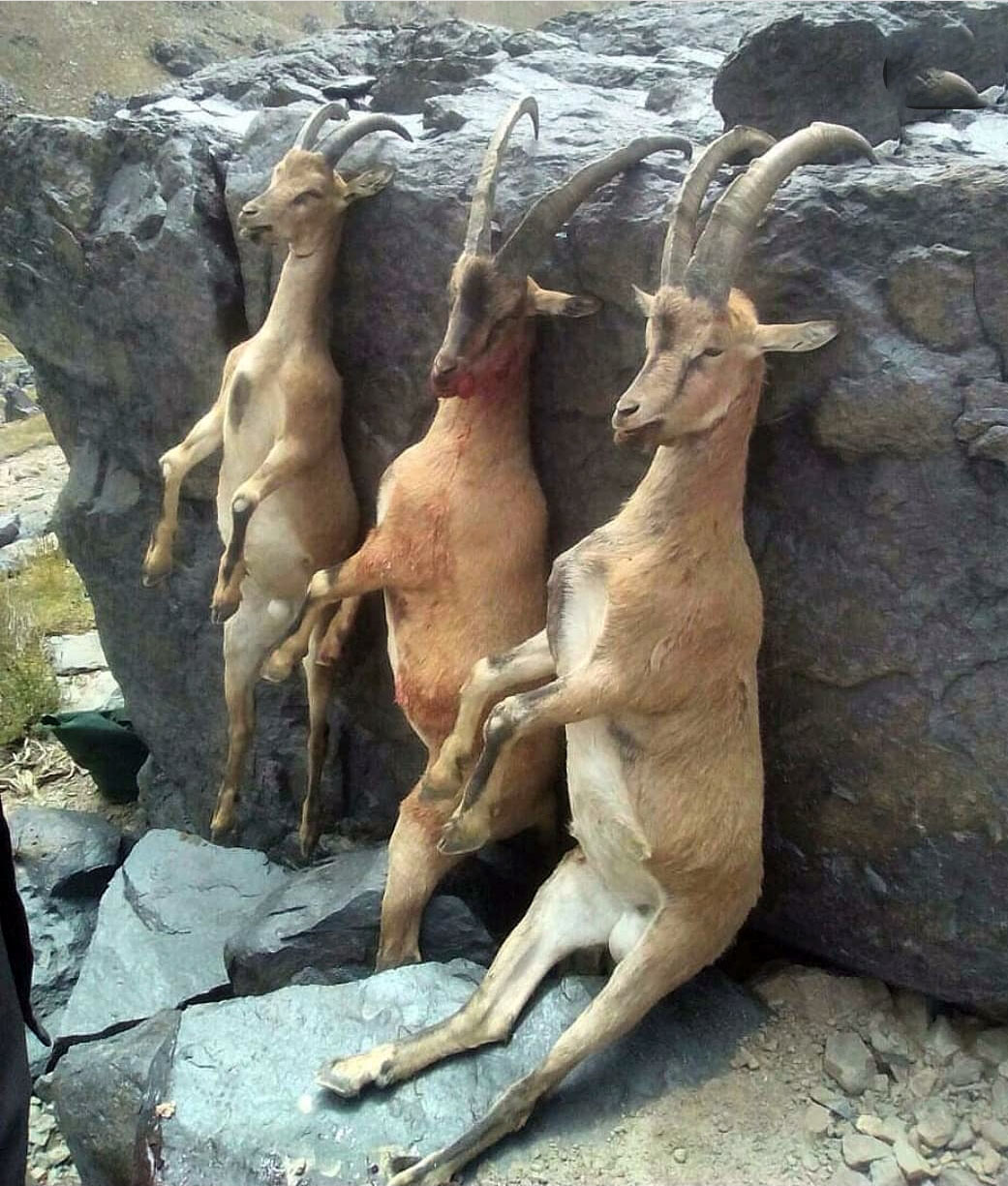 برای مهار تخلفات شکار از کانون وکلا کمک بگیرید برای مهار تخلفات شکار از کانون وکلا کمک بگیرید