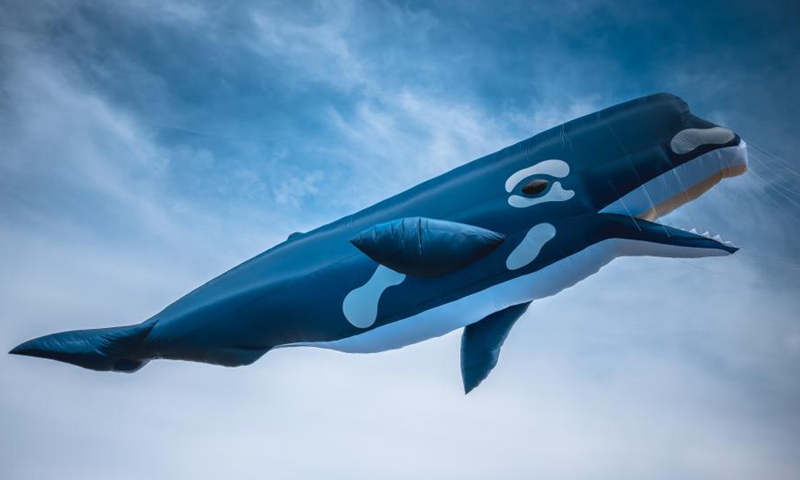 پرواز بادبادکهای چینی در بزرگترین جشنواره بادبادک نیوزیلند پرواز بادبادکهای چینی در بزرگترین جشنواره بادبادک نیوزیلند