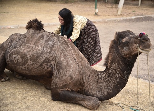 گزارش تصویری 