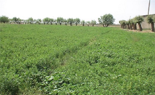 خواص شگفت انگیز یونجه خواص شگفت انگیز یونجه