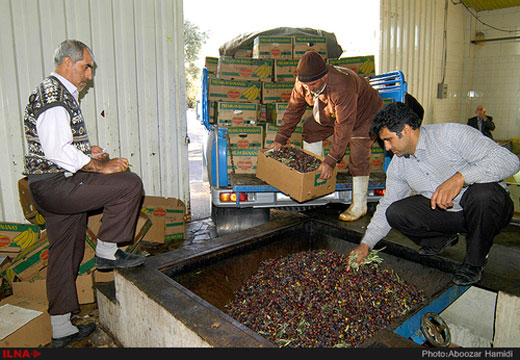 برداشت زیتون روغنی در رودبار + تصاویر برداشت زیتون روغنی در رودبار + تصاویر