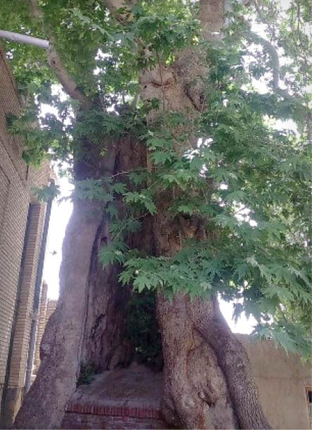 منحصر به فردترین درختهای ایران منحصر به فردترین درختهای ایران