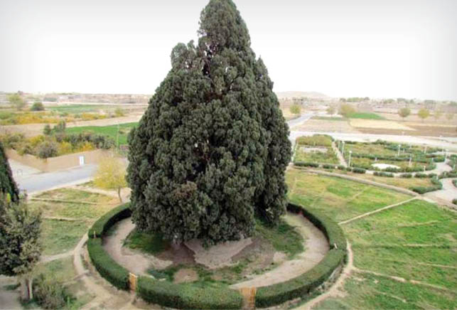 منحصر به فردترین درختهای ایران منحصر به فردترین درختهای ایران