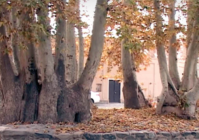 منحصر به فردترین درختهای ایران منحصر به فردترین درختهای ایران