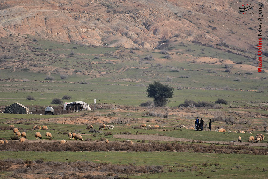 مالچ
