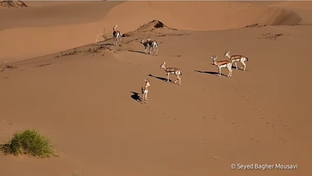 مالچ