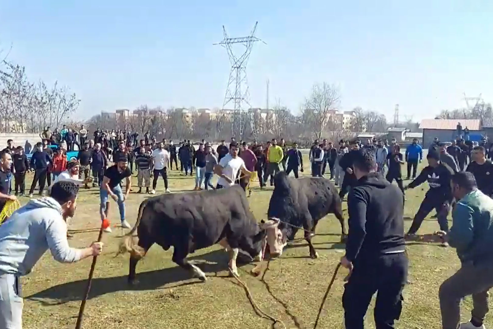 ورزا ورزا