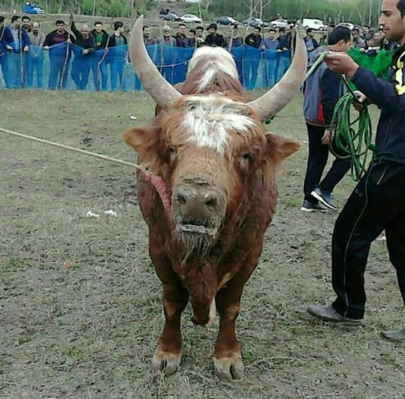 ورزا ورزا