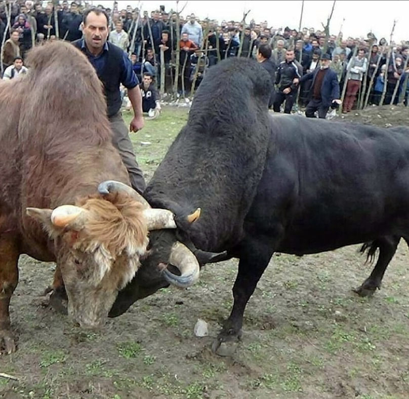 ورزا ورزا