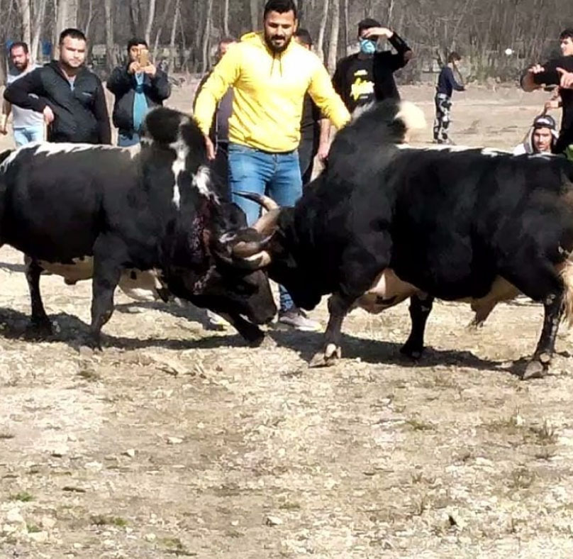ورزا ورزا
