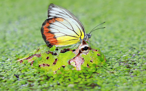 گزارش تصویری گزارش تصویری