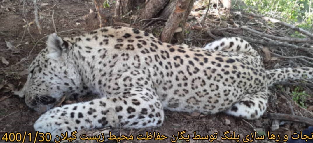 یک قلاده پلنگ به دامان طبیعت برگشت + عکس