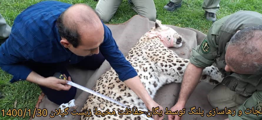 یک قلاده پلنگ به دامان طبیعت برگشت + عکس