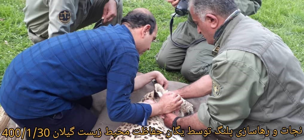 یک قلاده پلنگ به دامان طبیعت برگشت + عکس