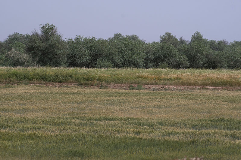 دز دز