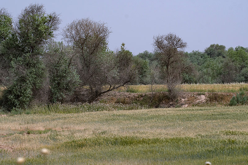 دز دز