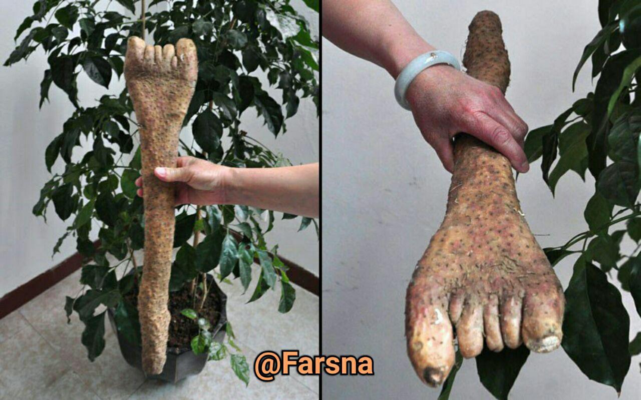 سیب زمینی عجیب و غریب +عکس سیب زمینی عجیب و غریب +عکس