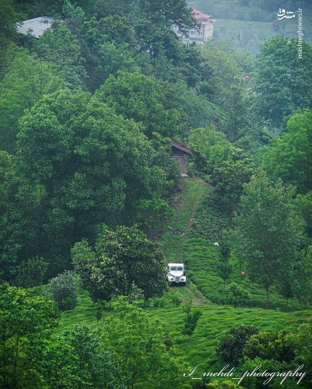 تصویری از سرزمین چای ایران