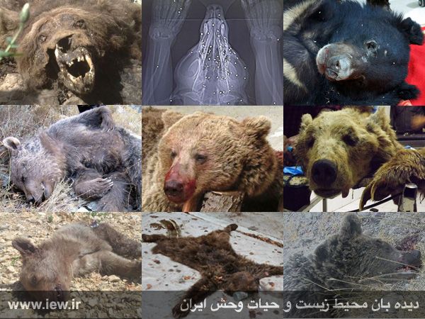 انتقام دلخراش از خرس سیاه +عکس