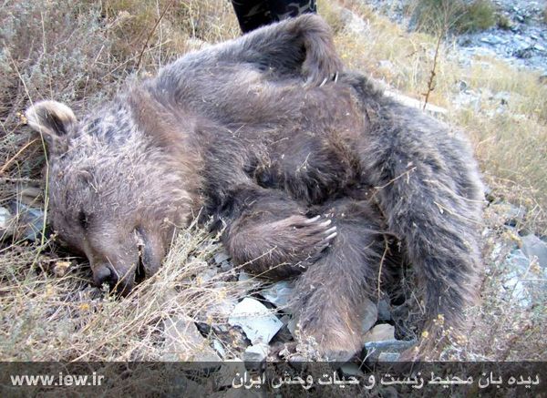 انتقام دلخراش از خرس سیاه +عکس