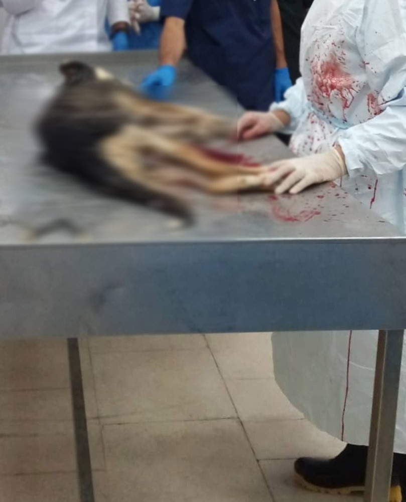 سگی که در کلاس تشریح دانشگاه شوشتر زجرکش شد