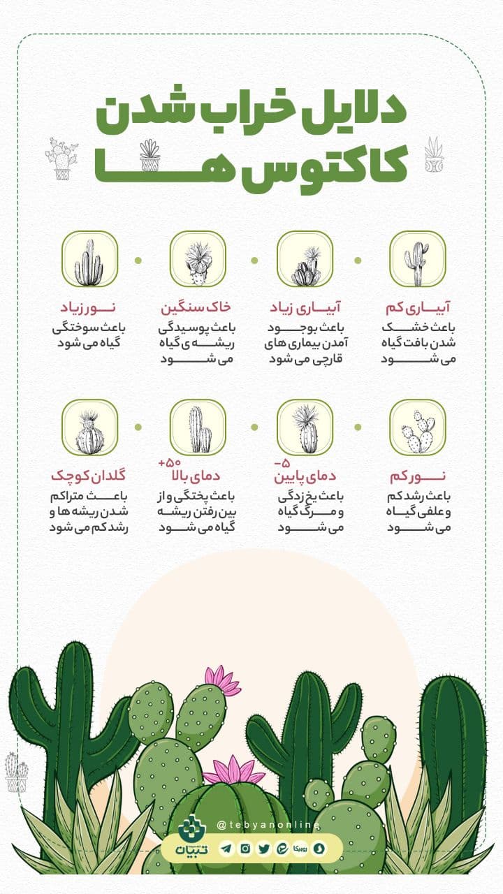 چرا کاکتوس‌ها خراب می‌شوند؟
