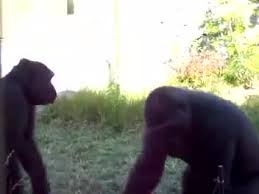 کتک کاری وحشتناک دو گوریل +تصاویر کتک کاری وحشتناک دو گوریل +تصاویر