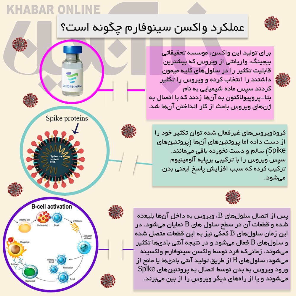 نحوه عملکرد واکسن سینوفارم نحوه عملکرد واکسن سینوفارم