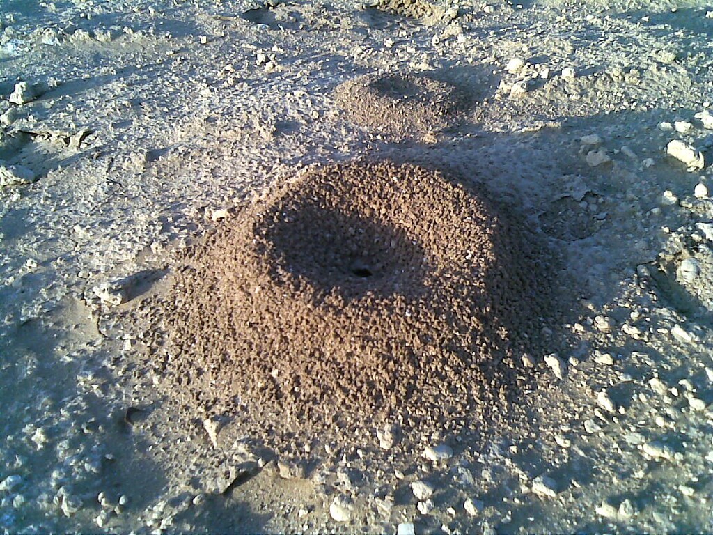 لانه مورچه؛ شاهکار معماری یک حشره