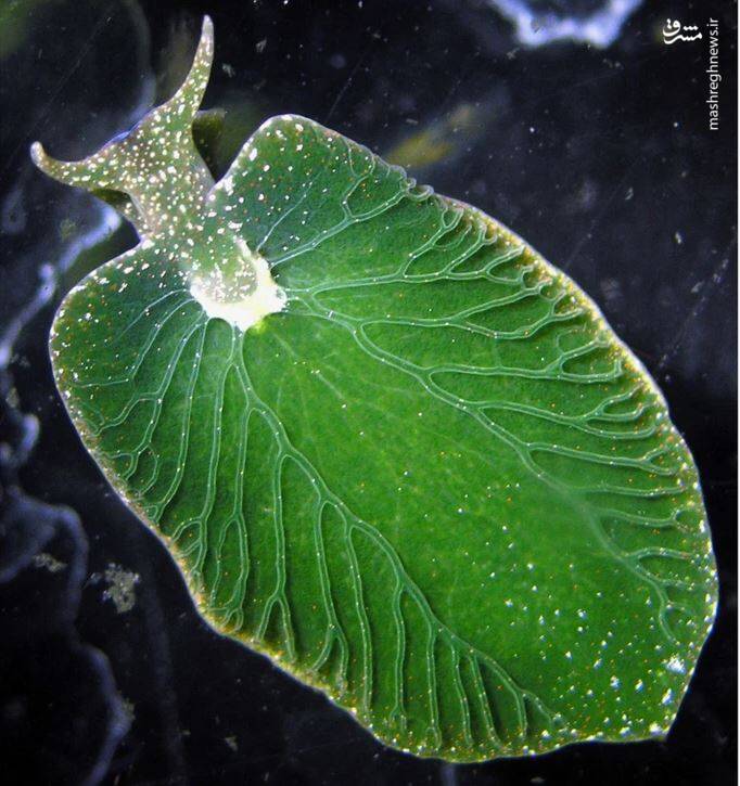 این موجود گیاه است یا حیوان؟ این موجود گیاه است یا حیوان؟