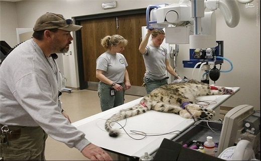 پلنگ برفی در دندانپزشکی + تصاویر پلنگ برفی در دندانپزشکی + تصاویر