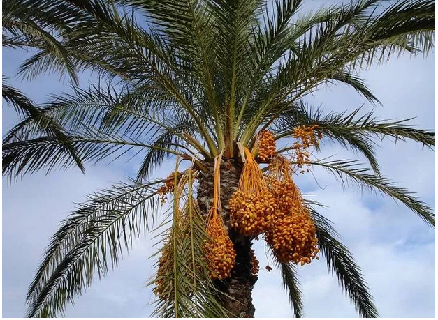 ویروس نیپا چیست و چقدر خطرناک است؟ ویروس نیپا چیست و چقدر خطرناک است؟