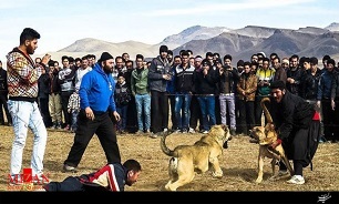 برخورد قانونی با برپاکنندگان جنگ خونین سگها/ حبس، شلاق و جزای نقدی در انتظار متخلفان برخورد قانونی با برپاکنندگان جنگ خونین سگها/ حبس، شلاق و جزای نقدی در انتظار متخلفان