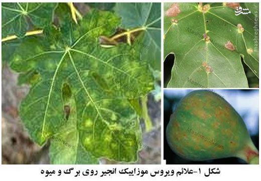 تهاجم کنه ها به بزرگترین انجیرستان جهان + تصاویر تهاجم کنه ها به بزرگترین انجیرستان جهان + تصاویر