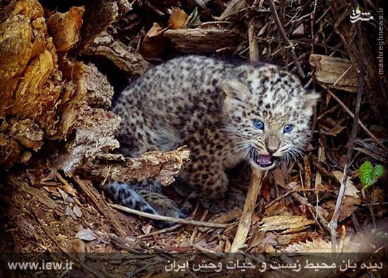 توله پلنگ تازه متولد شده در پارک ملی گلستان +عکس توله پلنگ تازه متولد شده در پارک ملی گلستان +عکس