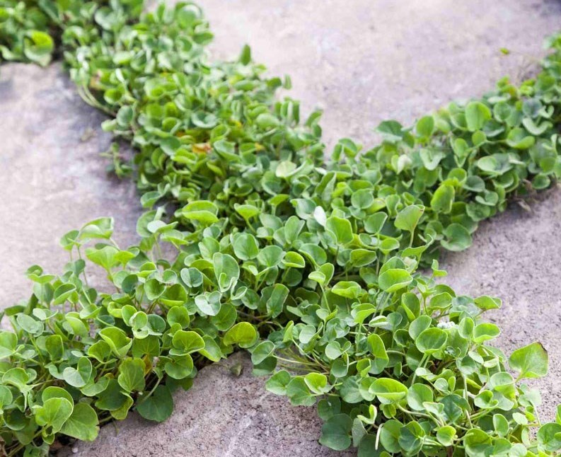 برای جلوگیری از هدر رفت آب چه گیاهانی را می‌توان جایگزین چمن کرد؟