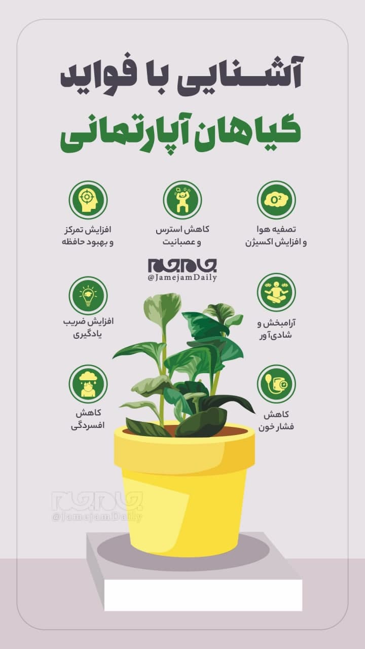 از فواید گیاهان آپارتمانی چه میدانید؟ از فواید گیاهان آپارتمانی چه میدانید؟